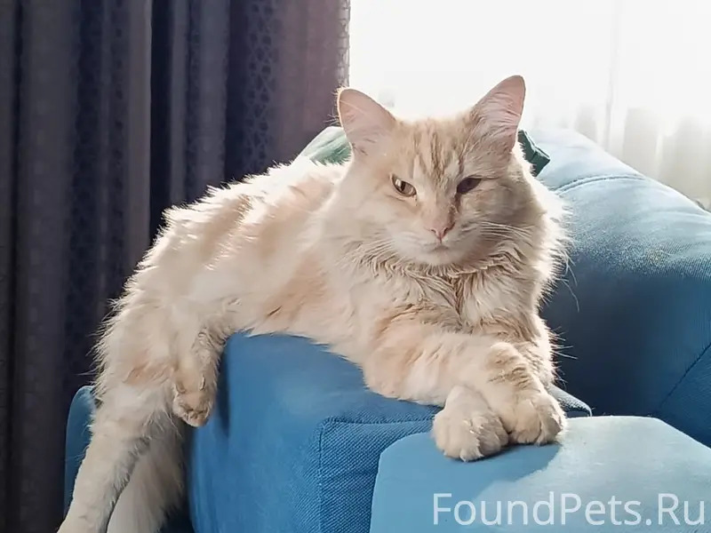 Пропал кот, Чекмагуш, ул. Бахтизина