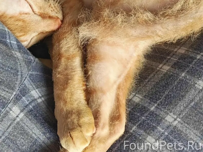 Пропал сфинкс рыжий, Екатеринбург, Вторчермет