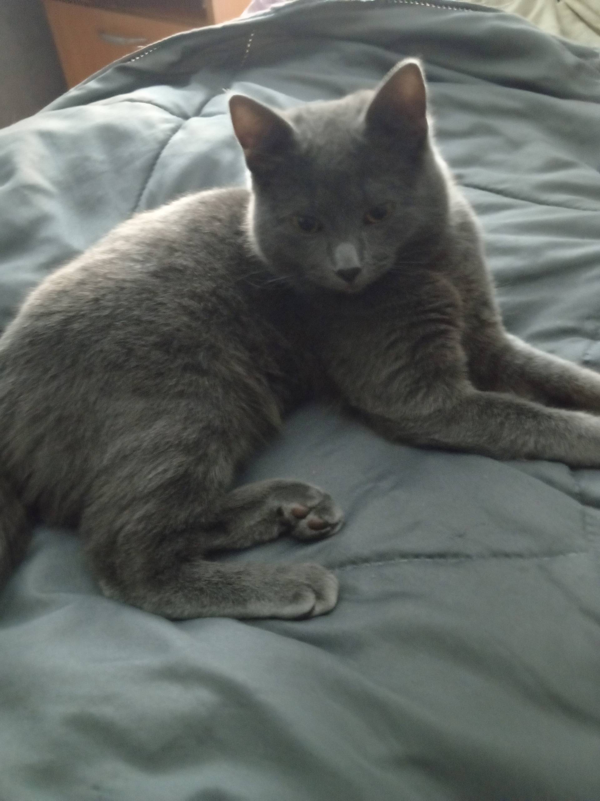 Пропал кот, район больницы