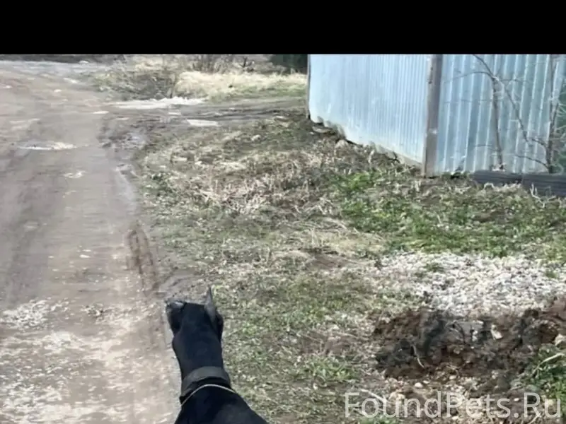 Пропал доберман, Павловский Посад