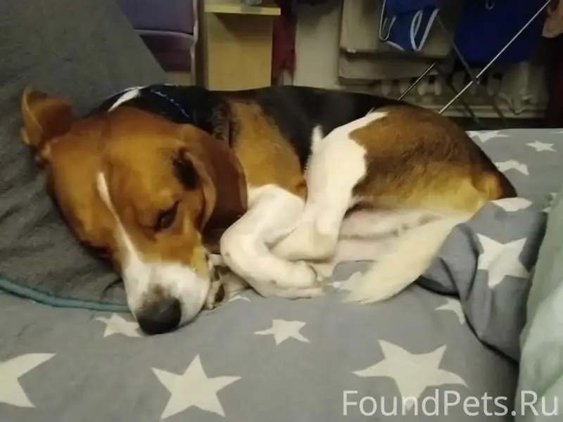 Пропал Сэм, деревня Кудьярово