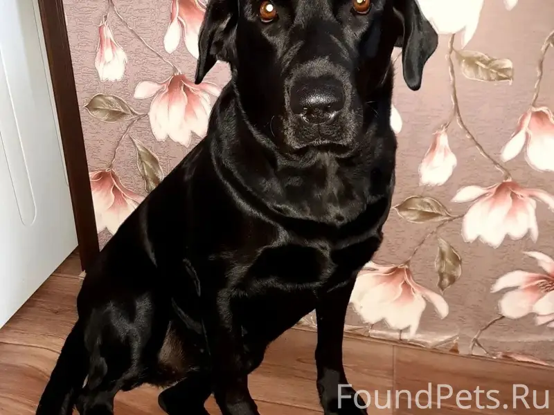 Пропала девочка лабрадор, район 7 школы, Заречье