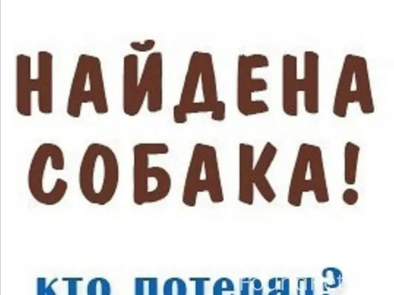 Найден пёс, район Титаника