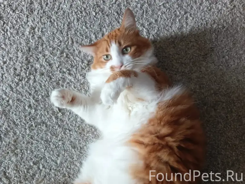 Пропал кот Тимоша, Коммунистическая 20/8