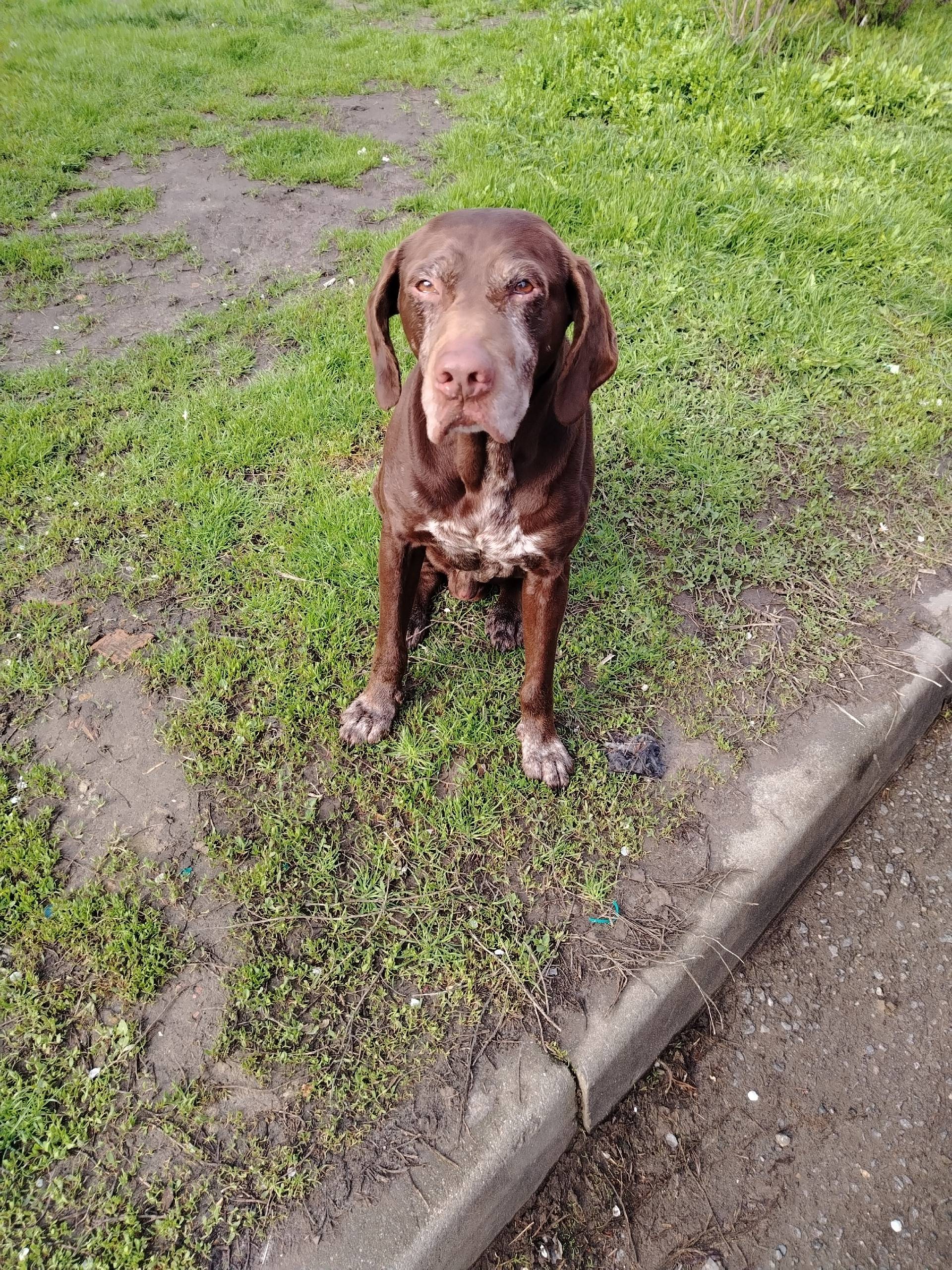 Найден пёс, Аксай, улица Коминтерна