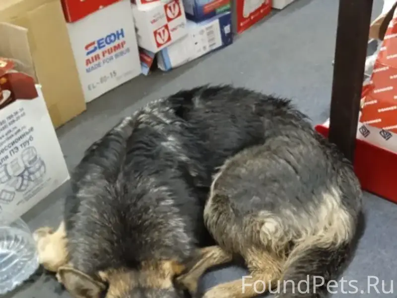 Найдена молодая овчарка девочка