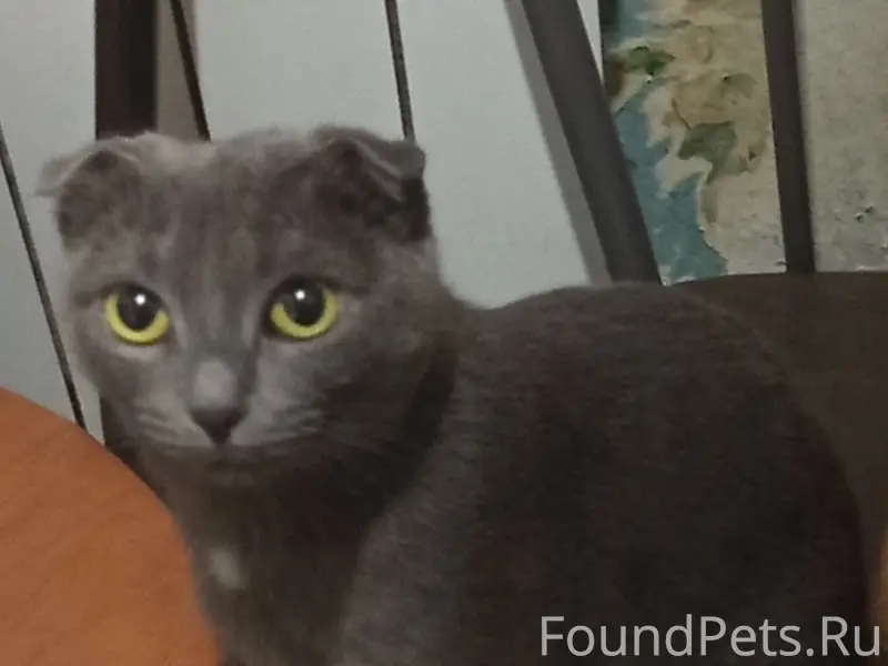 Пропала вислоухая кошка, серая, нет отклика на кличку