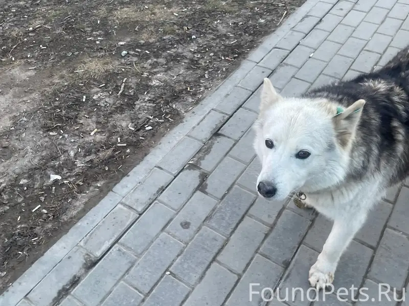 Пропала собака, Ижевск, Буммаш, Союзная