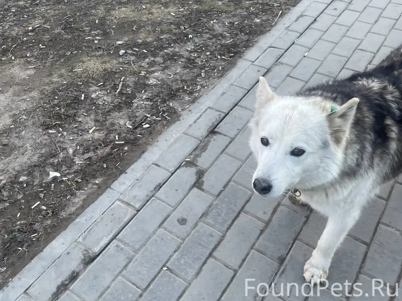 Пропала уличная собака Мама Лиза, Первомайский