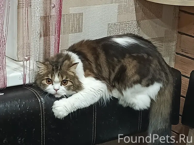 Пропал кот Сёма, район Рогачи