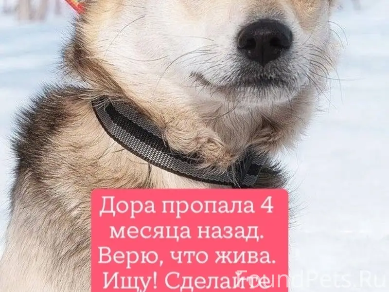 Пропала собака Дора