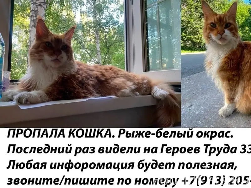 Пропала кошка мейн кун, Советский район