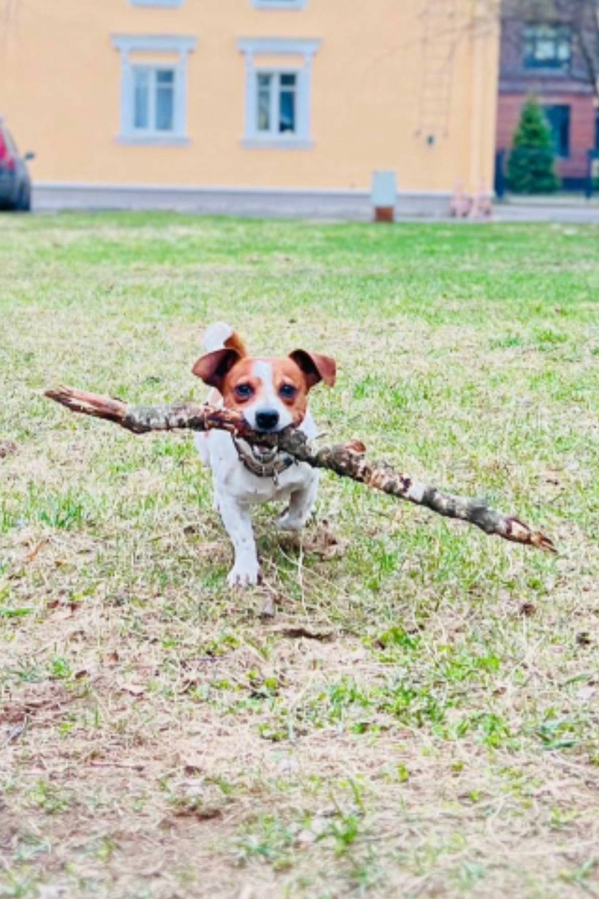 Пропал джек рассел, Сосновка, улица Тореза