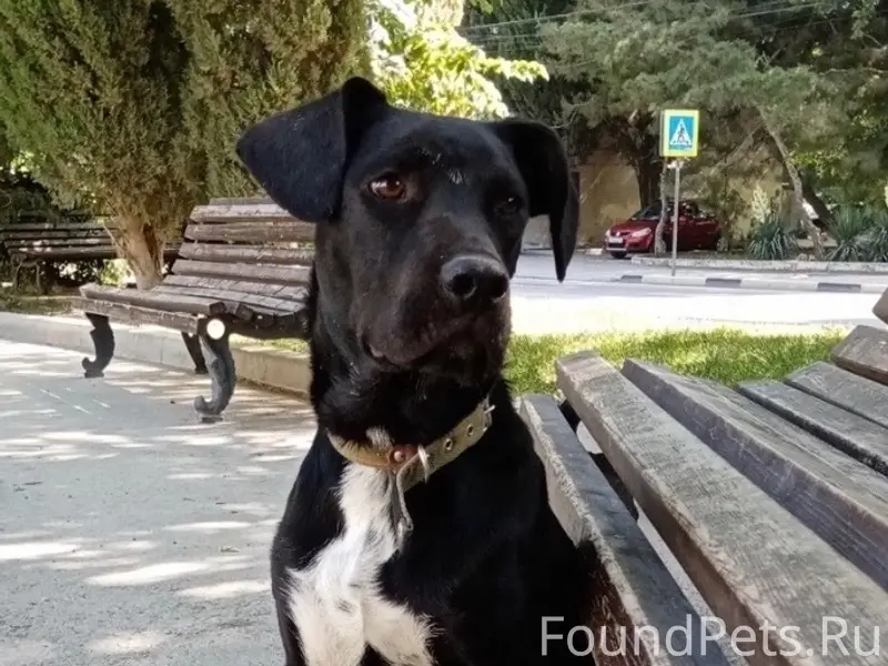 Пропал чёрный пёс Райнер, ст Динамо