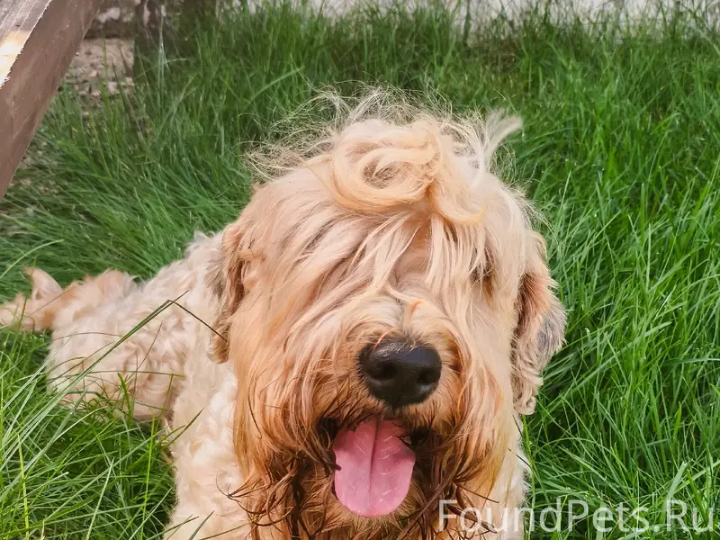 Пропала собака Ода, Ирландский мягкошёрстный пшеничный терьер, п. Мехзавод
