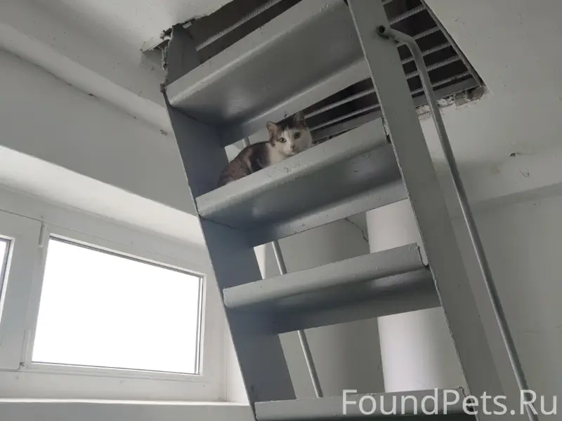 Найдены 2 кошки (бело-серая и черно-оранжевая)