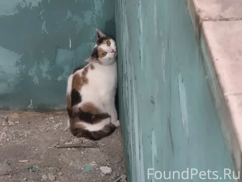 Найдена кошка, улица Озерная