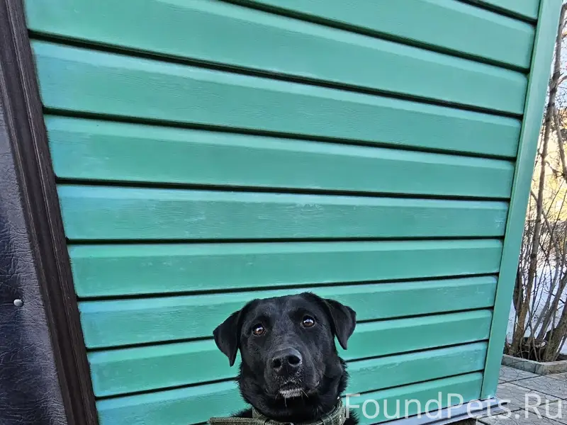 Найден метис лабрадора, район Трансмаш