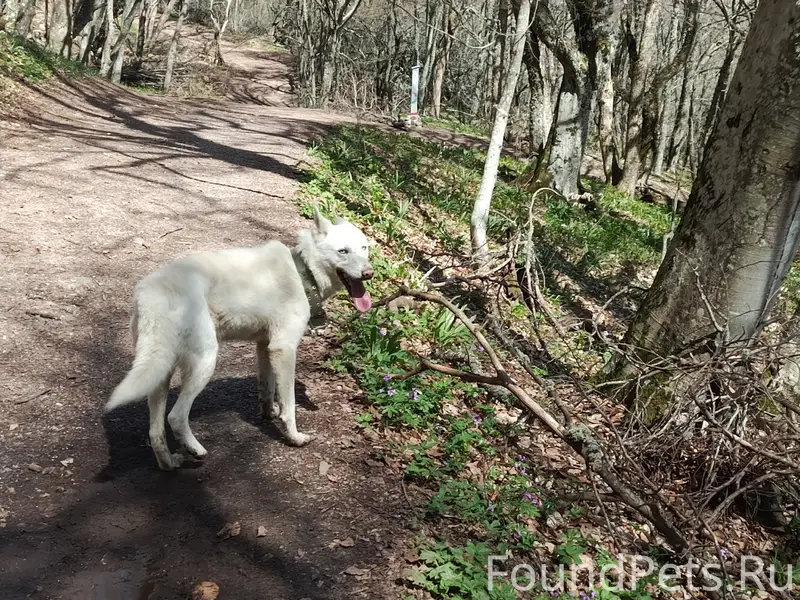 Найден пёс, возможно лайка, Ангарский перевал