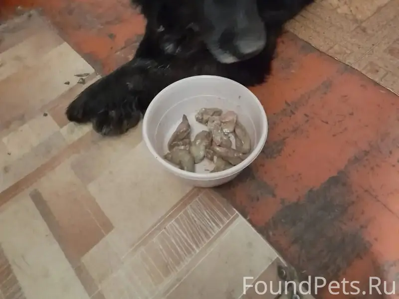 Пропала собака Нюша, Орехово-Зуево