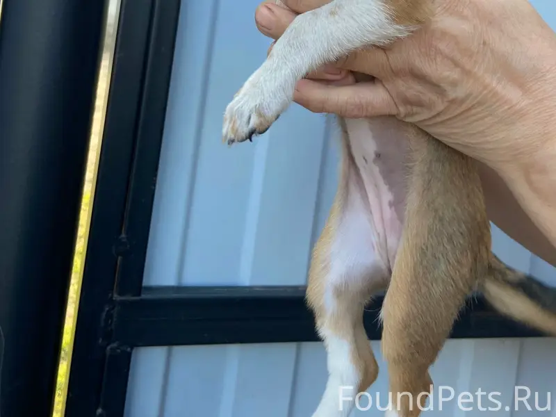 Найден тип собака, Мира