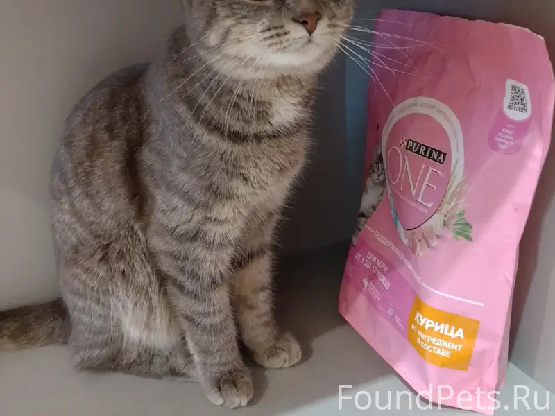 Найдена кошка, Комунистическая