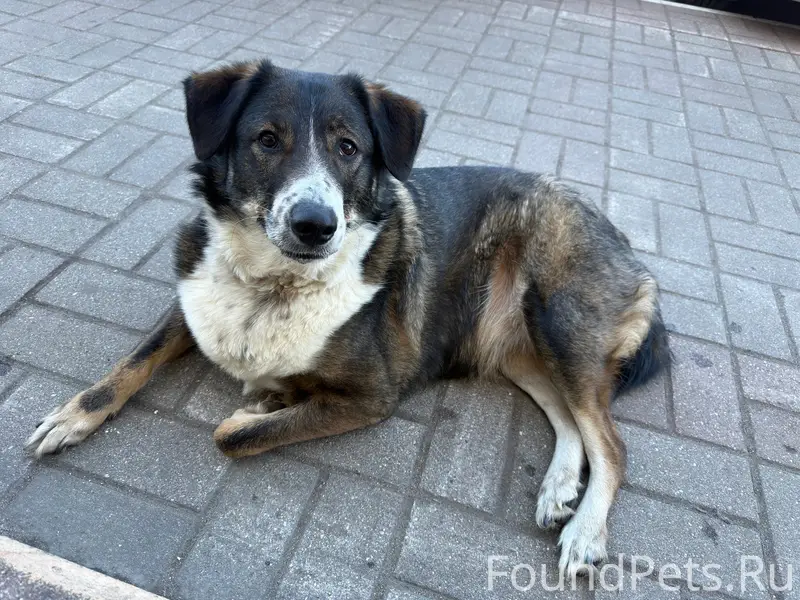 Пропала собака, Череповец, район Ленина