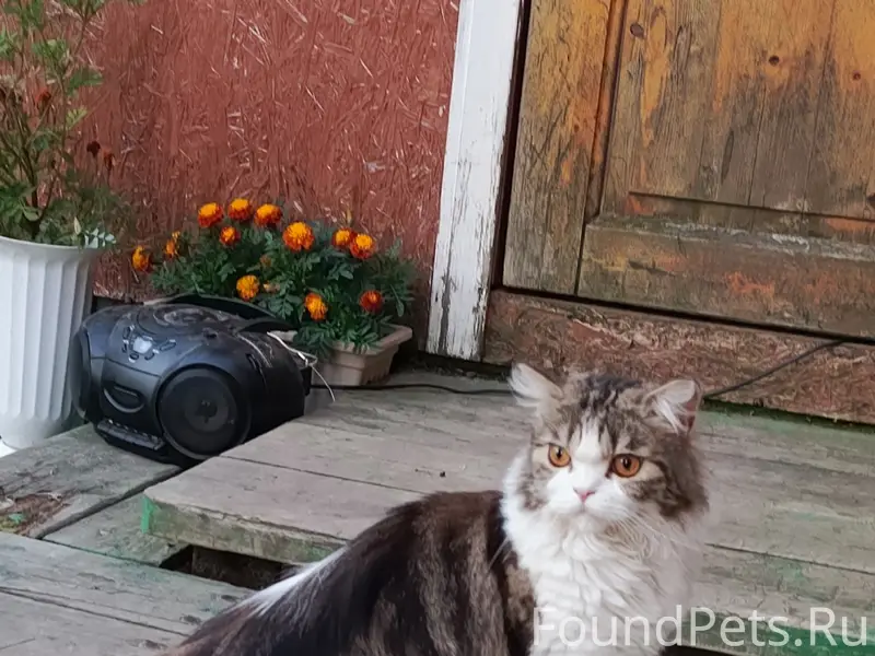Пропал кот, район Рогачи