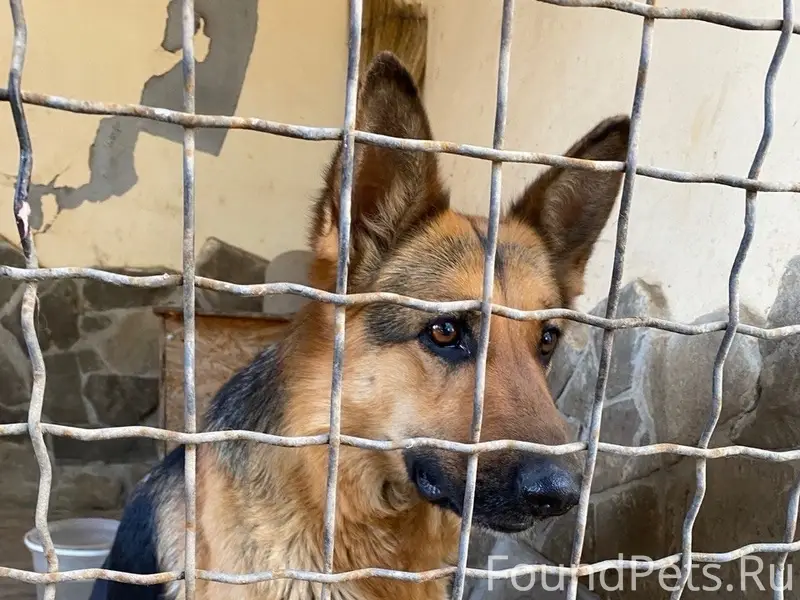 Найдена собака, Симферополь