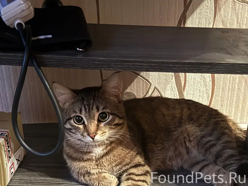 Пропал кот Клайд, Зеленая 4