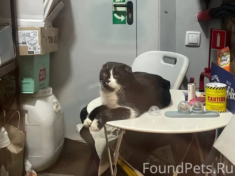 Пропал метис Бубусик, Северный район