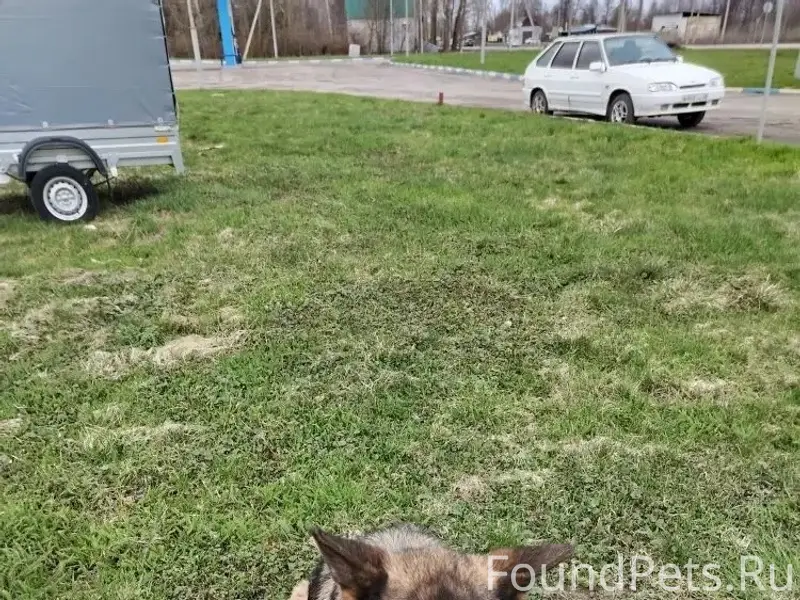 Найден мальчик-овчарка, возле салона ТрансАвтоМ