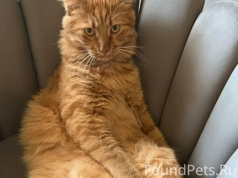 Пропал домашний кот, не приспособлен к улице