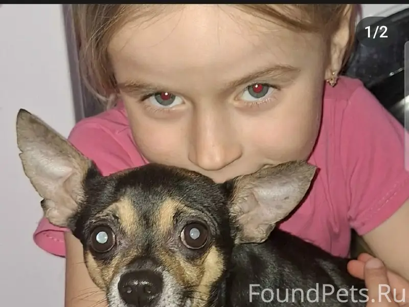 Пропал тойчик Филя, трасса Курган — Половинное