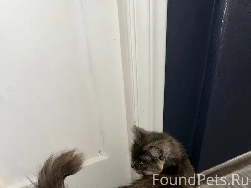 Найдена кошка, центр, около Вайнера