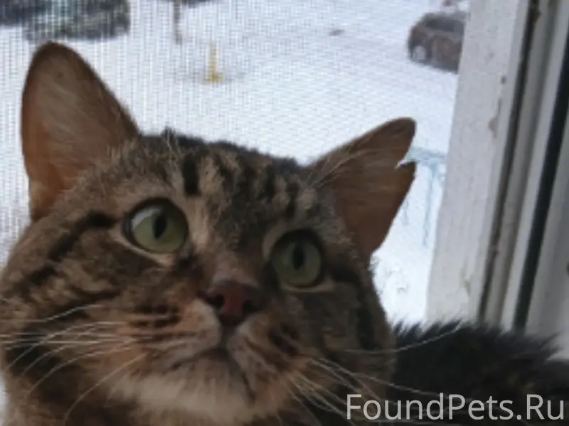 Пропал кот, район дворца спорта