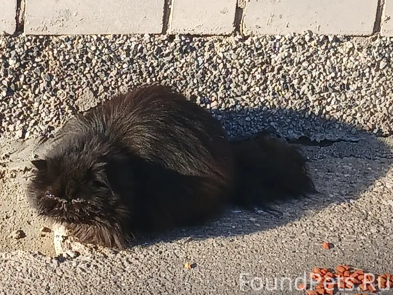 Пропал персидский кот, Советский проспект