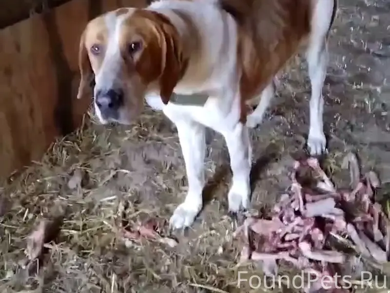 Найден охотничий пёс, похож на пегую русскую гончую, Красный Яр