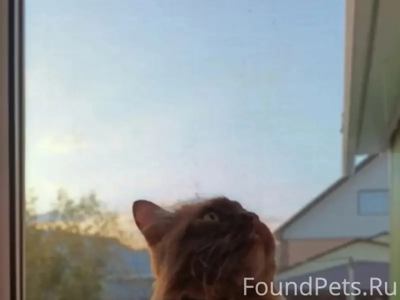 Пропал кот Есик, район улиц Кирова, Набережной