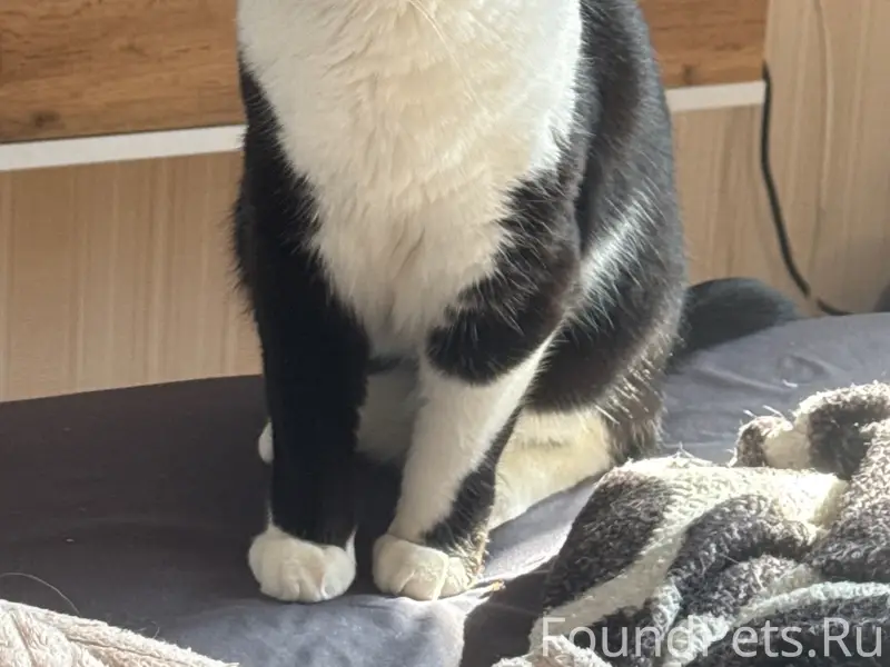 Пропала кошка Мявкалка, район тубдиспансера