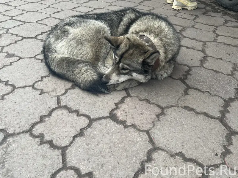 Найден пёс с ошейником, Ленинский район, Мурманск
