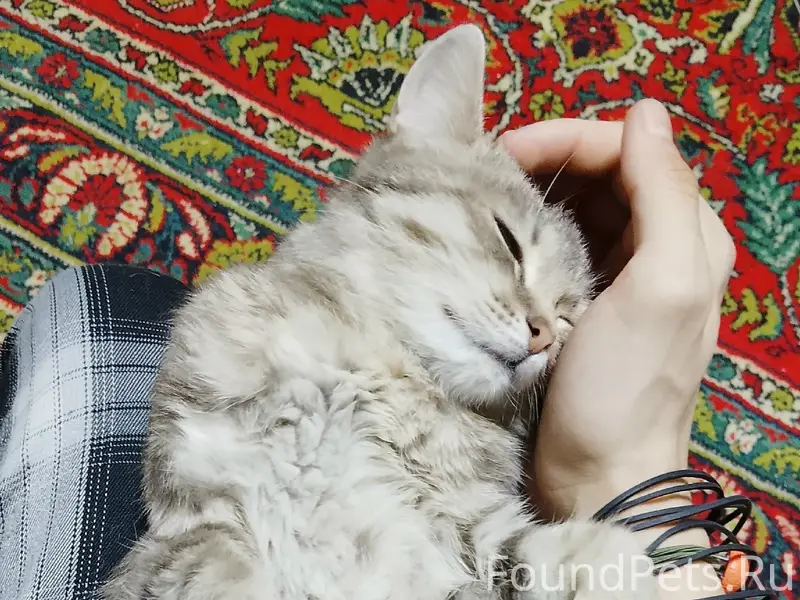 Пропала кошка, около дома Павлова 28