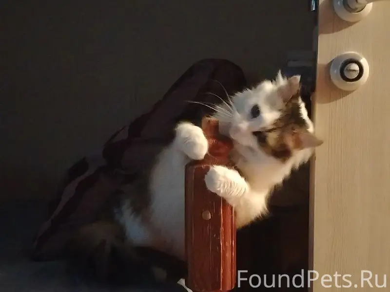 Пропала кошка Люся