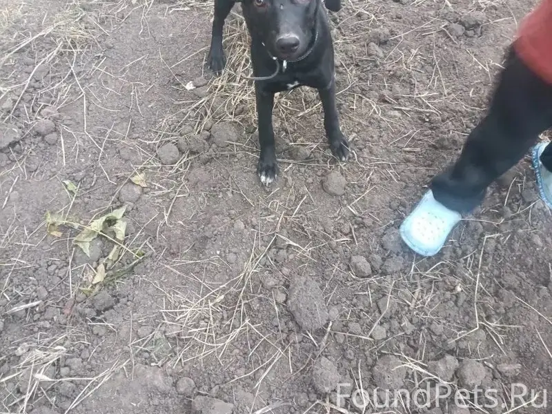 Пропала дворняжка Эсмеральда, улица Васильева