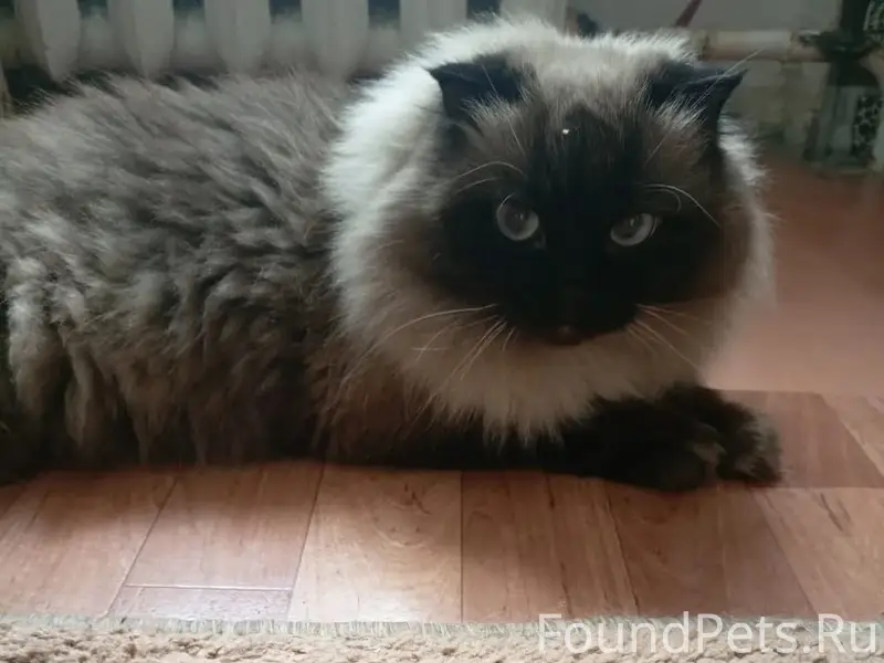 Найдена кошка, улица Мира 18