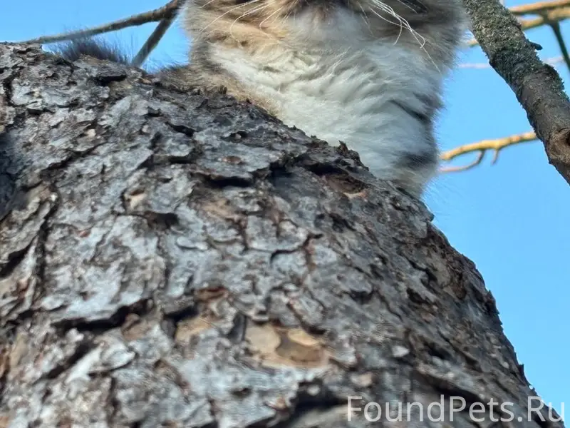 Пропала кошка, улица Чкалова