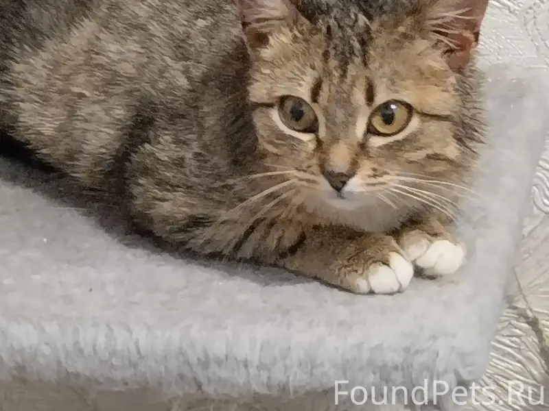 Найдена кошка Матрёшка, около Казанской ярмарки