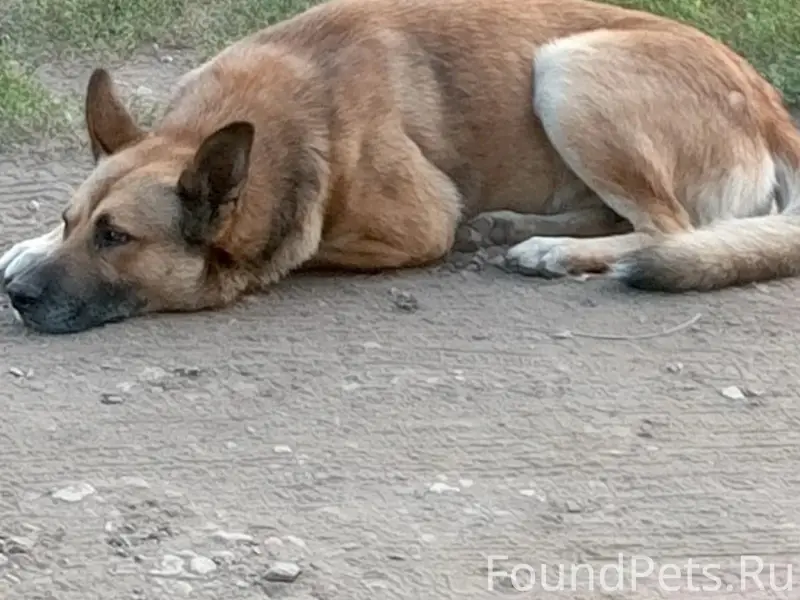 Пропал пёс Дружок, район пл. Кирова г. Самары
