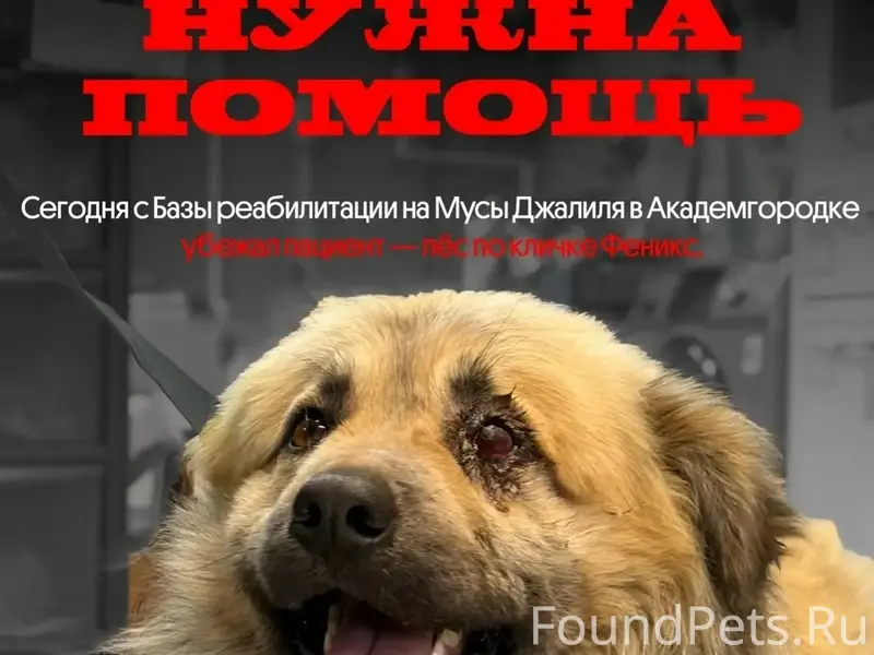 Пропал пёс Феникс, Советский район