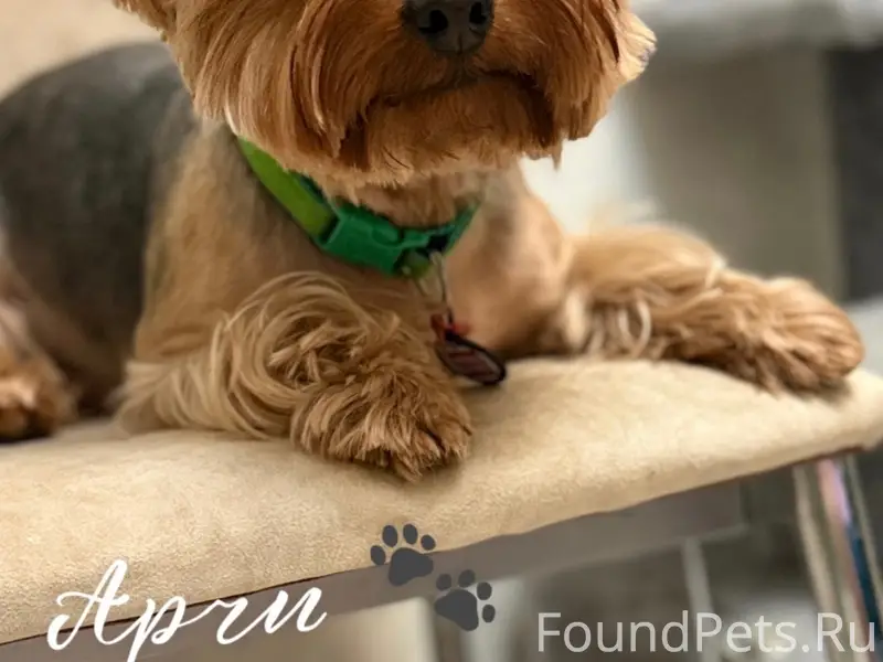 Пропал йорк Арчи, Саки